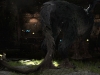 the-last-guardian_01