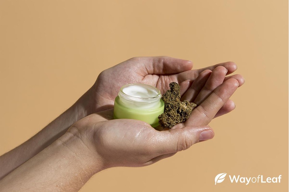 Woman holding CBD in her hand which holds a variety of health benefits.