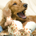Pets